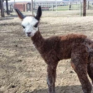 Meet your Posher, Sean